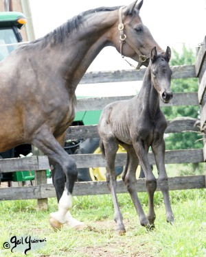 Calvin 2020 Holsteiner colt by Captain America out of Cocktail Jet Pilot Constant mare