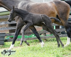 Calvin 2020 Holsteiner colt by Captain America out of Cocktail Jet Pilot Constant mare