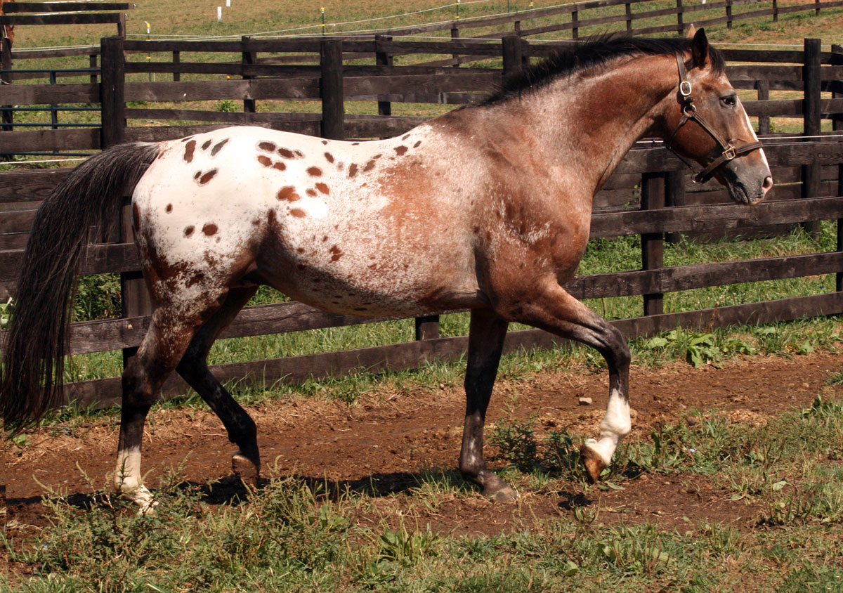 Broadway boogie-woogie spotted Holsteiner stallion by Locksley Spotlight - Fasolt