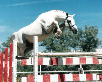 Caracas Holsteiner stallion
