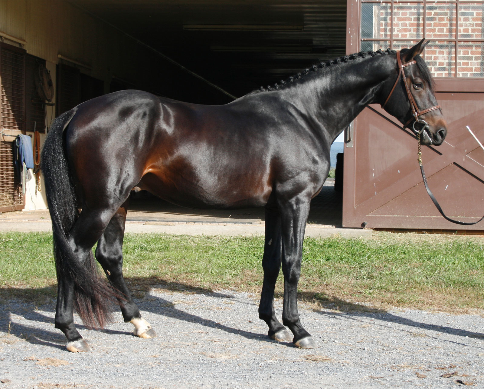 Marvelous Marvin gelding for sale by Coeur d'Amour