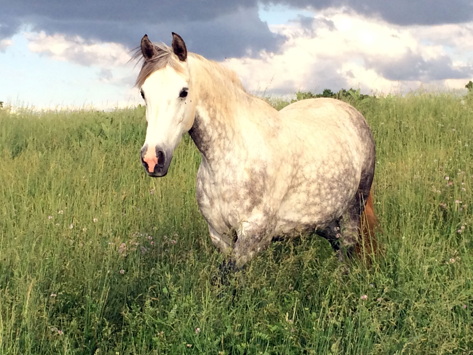 American Girl Holsteiner sport mare by R-Saluut II - CHINN stam 5585