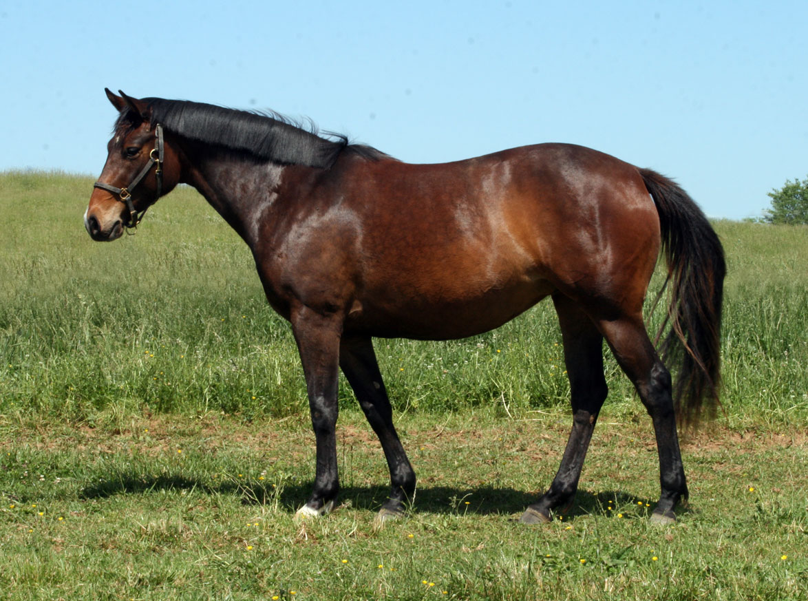 Berolina spotted holsteiner broodmare by Broadway boogie-woogie out of B-Cinderella by Corleone