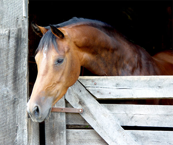 Pristine Holsteiner mare by CHINN  out of B-Cinderella, stam 5585