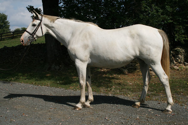 Raine Holsteiner mare by Lord Capitol - Caracas -- Merano, stam 730b