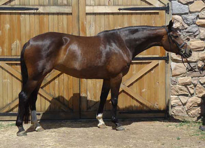 RS Rainsong Oldenburg mare by Rosenthal