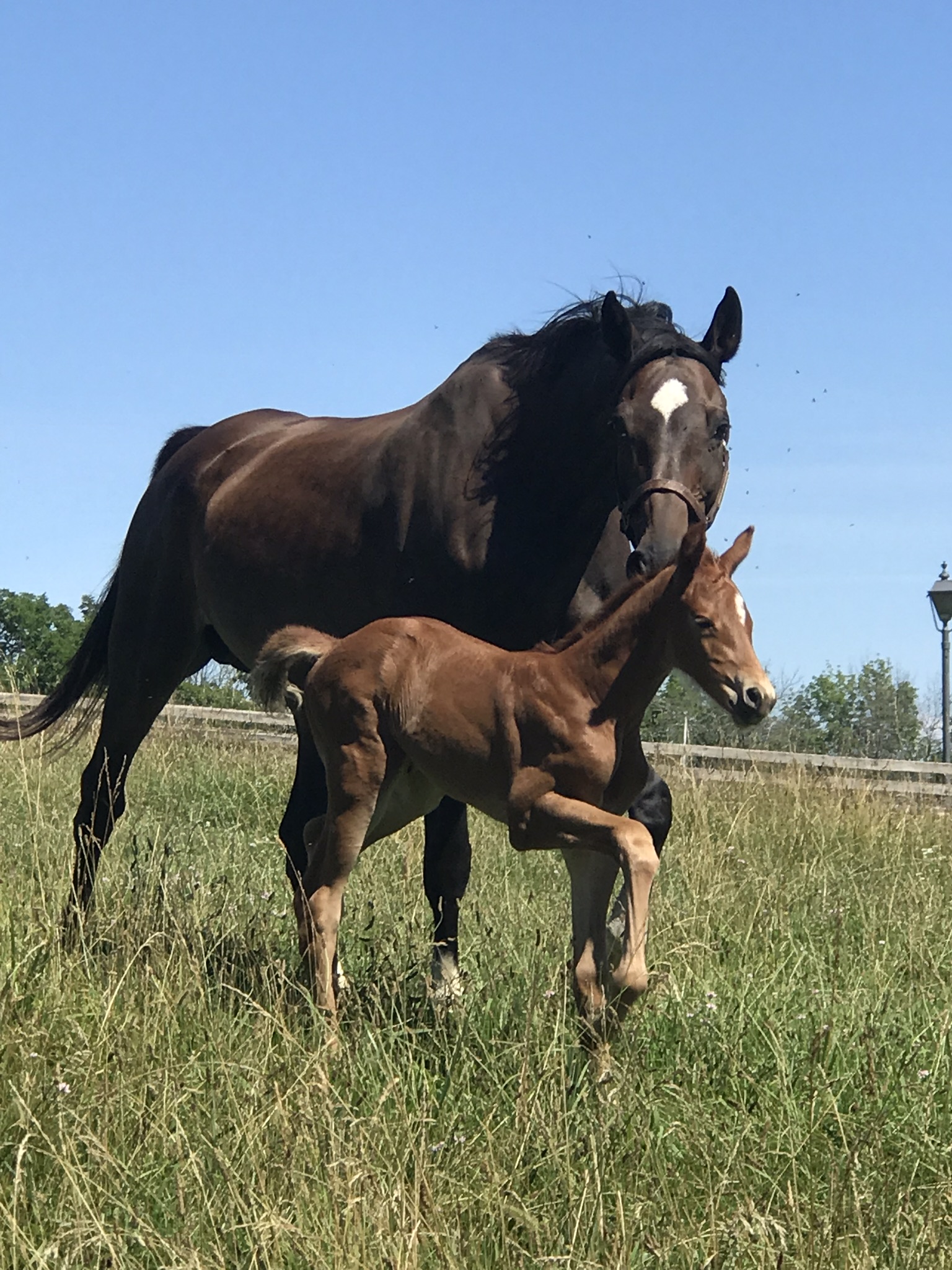 Rubi and Liberty, Holsteiner mare and foal
