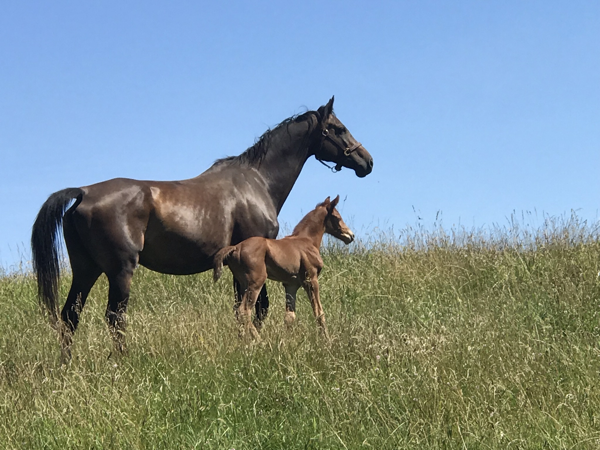 Rubi and Liberty, Holsteiner mare and foal