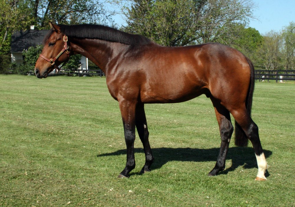 Qui Dandy Windsor Z stallion by Quidam de Revel - Cassini II - Caretino