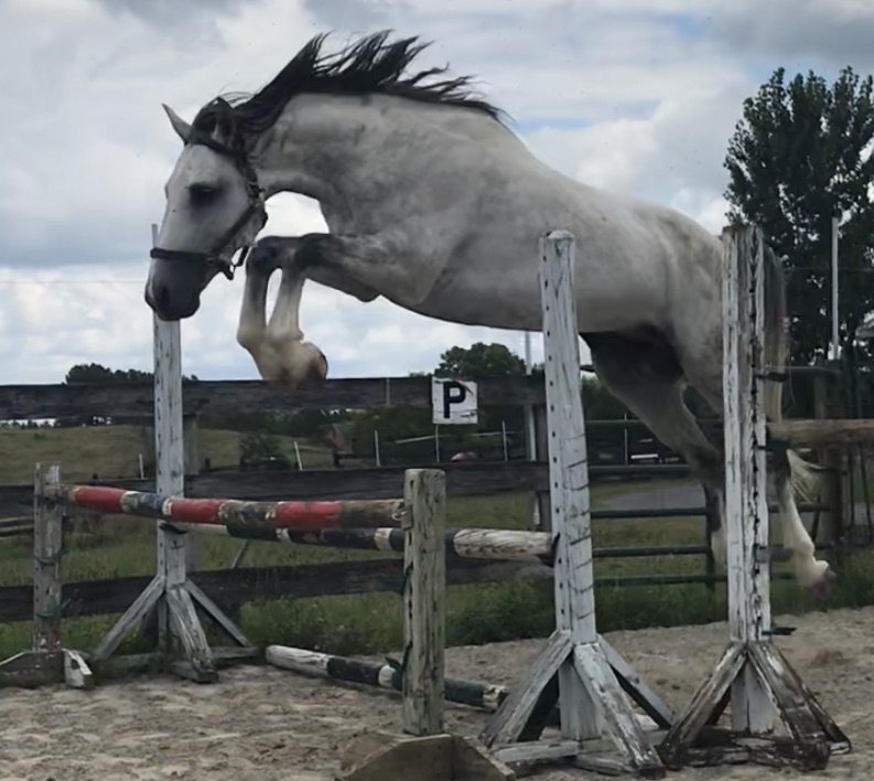 R-Flash Gordon HOL KWPN stallion jumping