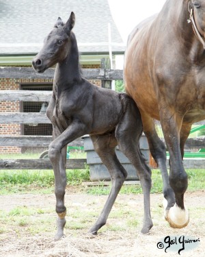 Calvin 2020 Holsteiner colt by Captain America out of Cocktail Jet Pilot Constant mare