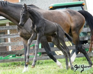 Calvin 2020 Holsteiner colt by Captain America out of Cocktail Jet Pilot Constant mare