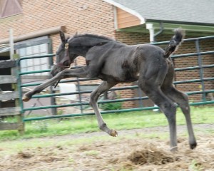 Calvin 2020 Holsteiner sport colt for sale pedigree of Cor de la bryere, Constant, Calato, Pilot, Farnese, Corleone, Romanow, Colombo