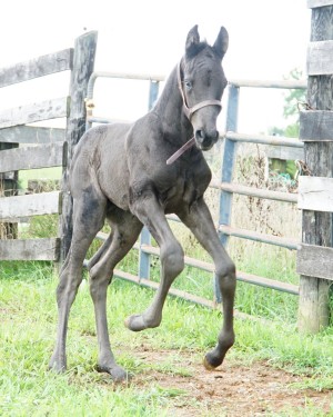 Calvin 2020 Holsteiner sport colt for sale pedigree of Cor de la bryere, Constant, Calato, Pilot, Farnese, Corleone, Romanow, Colombo