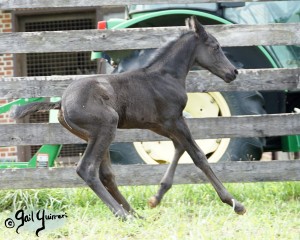 Calvin 2020 Holsteiner colt by Captain America out of Cocktail Jet Pilot Constant mare