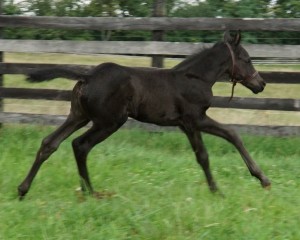 Calvin 2020 Holsteiner sport colt for sale pedigree of Cor de la bryere, Constant, Calato, Pilot, Farnese, Corleone, Romanow, Colombo