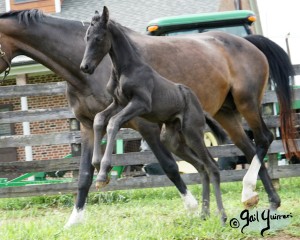 Calvin 2020 Holsteiner colt by Captain America out of Cocktail Jet Pilot Constant mare