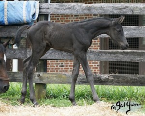 Calvin 2020 Holsteiner colt by Captain America out of Cocktail Jet Pilot Constant mare