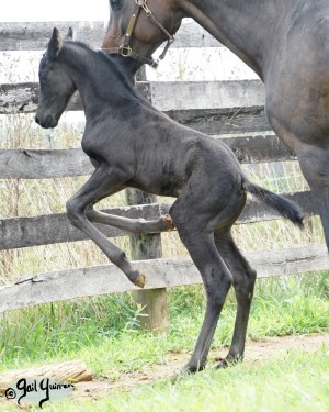 Calvin 2020 Holsteiner colt by Captain America out of Cocktail Jet Pilot Constant mare