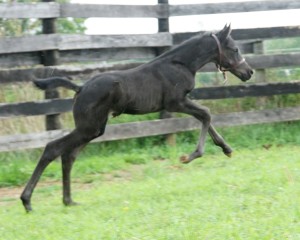 Calvin 2020 Holsteiner sport colt for sale pedigree of Cor de la bryere, Constant, Calato, Pilot, Farnese, Corleone, Romanow, Colombo