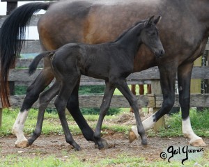 Calvin 2020 Holsteiner colt by Captain America out of Cocktail Jet Pilot Constant mare