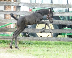 Calvin 2020 Holsteiner sport colt for sale pedigree of Cor de la bryere, Constant, Calato, Pilot, Farnese, Corleone, Romanow, Colombo