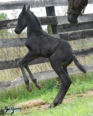 Calvin 2020 Holsteiner colt by Captain America out of Cocktail Jet Pilot Constant mare