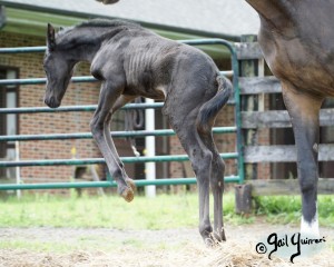 Calvin 2020 Holsteiner colt by Captain America out of Cocktail Jet Pilot Constant mare