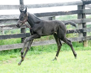 Calvin 2020 Holsteiner sport colt for sale pedigree of Cor de la bryere, Constant, Calato, Pilot, Farnese, Corleone, Romanow, Colombo