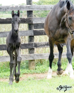 Calvin 2020 Holsteiner colt by Captain America out of Cocktail Jet Pilot Constant mare