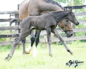 Calvin 2020 Holsteiner colt by Captain America out of Cocktail Jet Pilot Constant mare