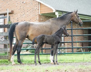 Calvin 2020 Holsteiner sport colt for sale pedigree of Cor de la bryere, Constant, Calato, Pilot, Farnese, Corleone, Romanow, Colombo